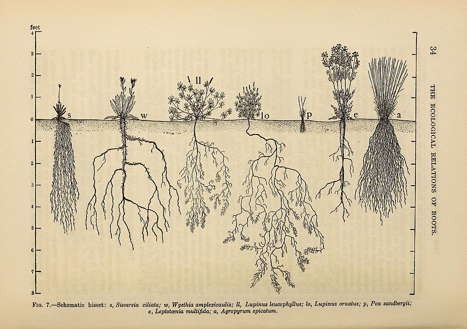 The_ecological_relations_of_roots_(1919)_(14586807078).jpg