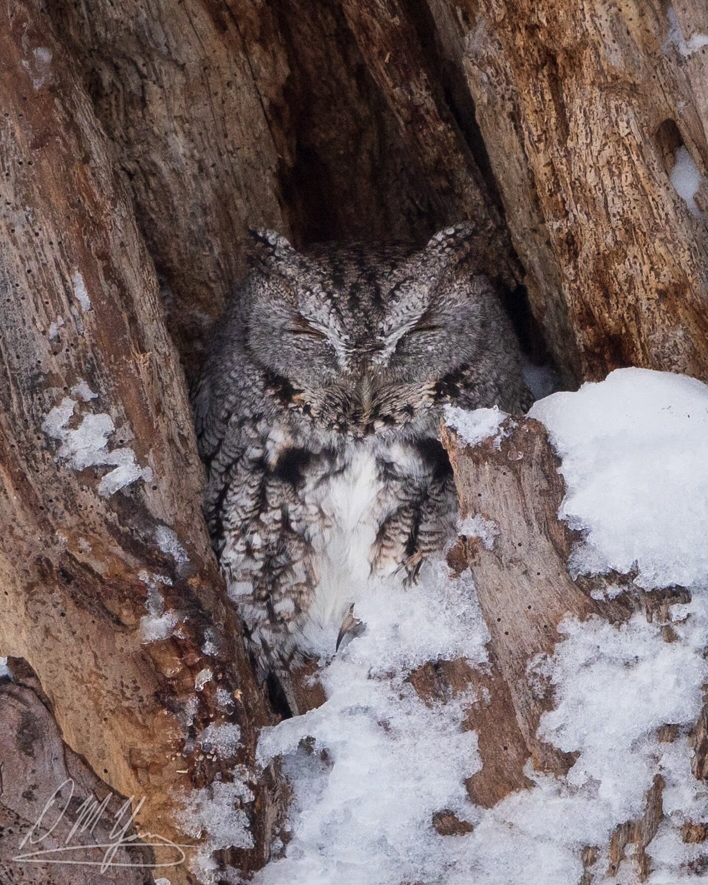 Wonderful to find this Screech Owl sleeping cozily this morning after yesterday&rsquo;s snowstorm!
_____
#screechowl #owl #owllovers #owlsofinstagram #birds #wildbirds #bestbirdshots #birdlovers #birding #birdphotography #birdingphotography #birder #