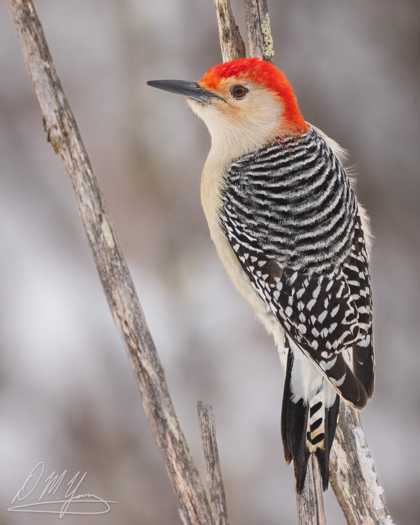 Male Red-bellied Woodpecker in a snowy marsh today. 
_____
#redbelliedwoodpecker #woodpecker #birds #wildbirds #bestbirdshots #birdlovers #birding #birdphotography #birdingphotography #birder #birdsofinstagram #birdwatching #feather_perfection #birdf