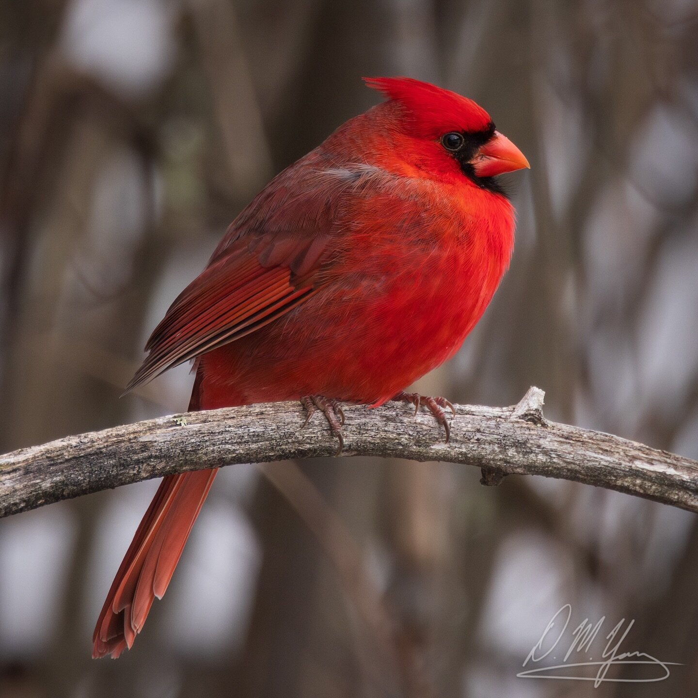 Beautiful male Northern Cardinal in a snowy field yesterday morning. 
_____
#northerncardinal #cardinal #birds #wildbirds #bestbirdshots #birdlovers #birding #birdphotography #birdingphotography #birder #birdsofinstagram #birdwatching #feather_perfec