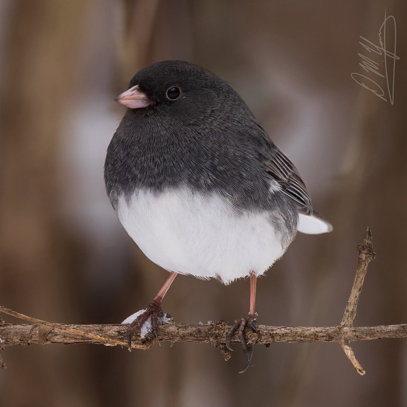 Cute little Dark-eyed Junco with a little bit of snow from earlier this week. This is one of those species we only get around here in the winter, which makes it kind of special.
_____
#darkeyedjunco #junco #birds #wildbirds #bestbirdshots #birdlovers