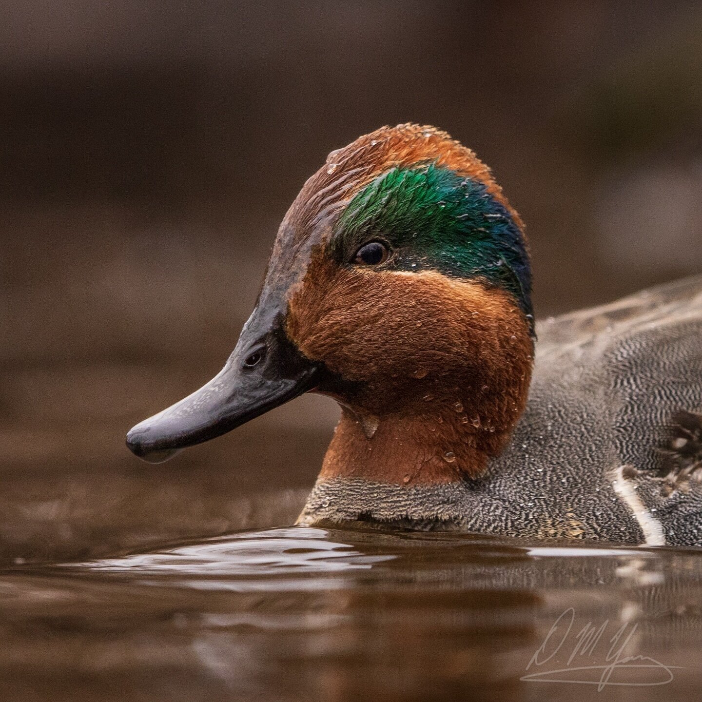 Love the colors in this Green-winged Teal from Saturday. I&rsquo;ve seen them many times before, but never this close. There were also mallards very close by, so it was easy to see how much smaller the teals are compared to them - about half!
_____
#