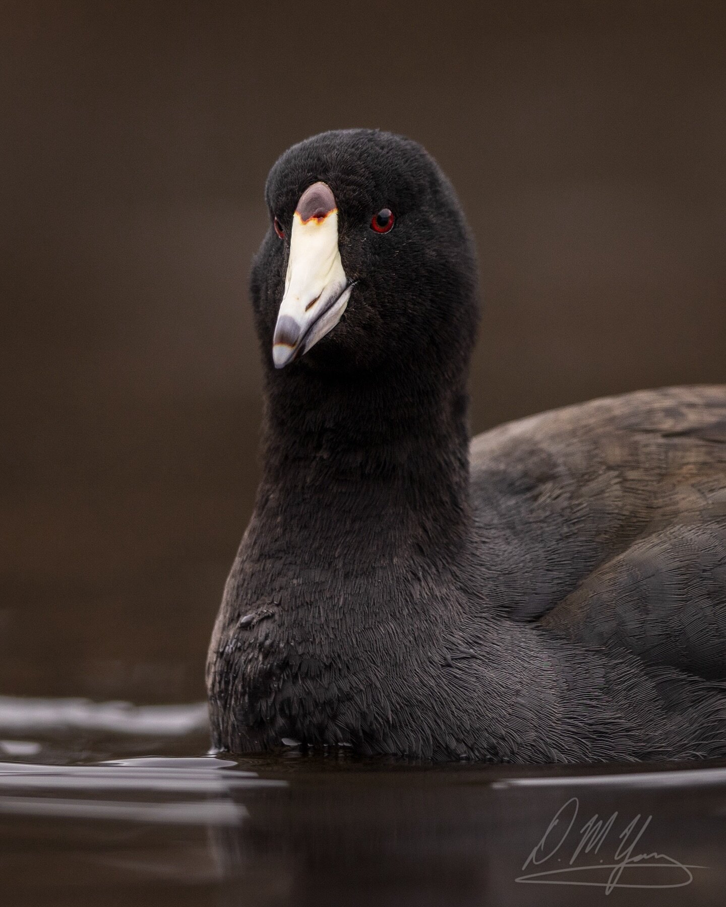 American Coot from last weekend. Don&rsquo;t these guys look like sock puppets?
_____
#americancoot #coot #birds #wildbirds #bestbirdshots #birdlovers #birding #birdphotography #birdingphotography #birder #birdsofinstagram #birdwatching #feather_perf