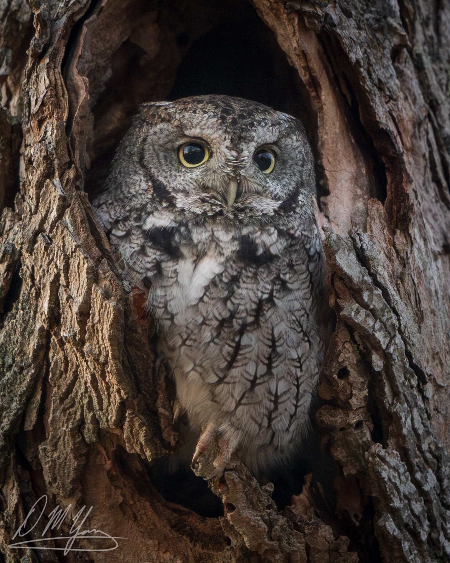 Happy Superb-Owl Day! Here&rsquo;s a Screech Owl that I photographed with a long exposure so I could capture it with its eyes fully open, well after sunset, no flash.
_____
#screechowl #owl #birds #wildbirds #bestbirdshots #birdlovers #birding #birdp