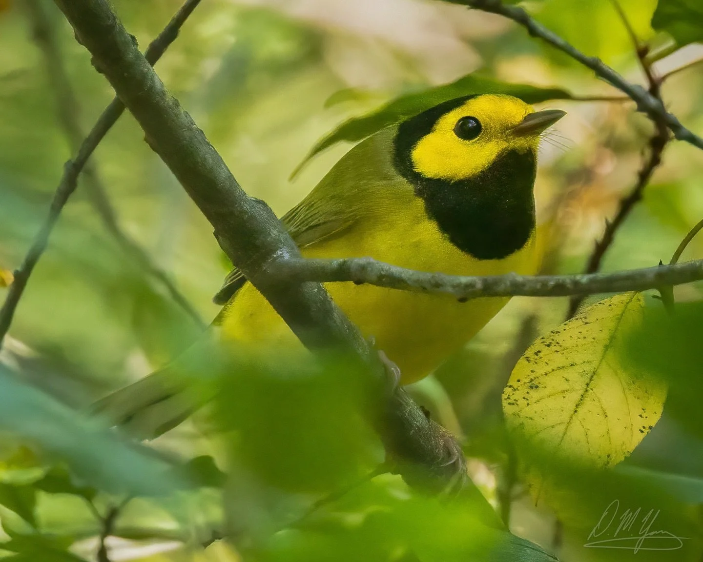 Male Hooded Warbler spotted today, a life bird for me! These guys are in the process of making their way down to Central America and the Caribbean for winter. 
_____
#hoodedwarbler #warbler #warblersofinstagram #birds #wildbirds #bestbirdshots #birdl