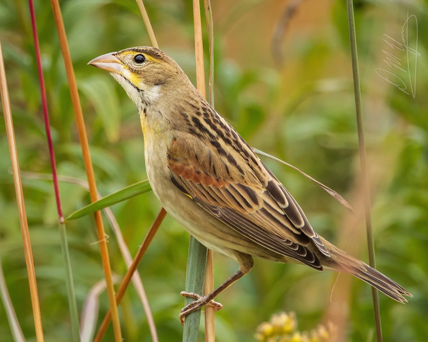 Caught this Dickcissel yesterday when she popped up in the tall grass where she had been busy foraging for seeds. This species looks sparrow-like (in fact this one was hanging out with some white-throated sparrows), but it is actually in the cardinal