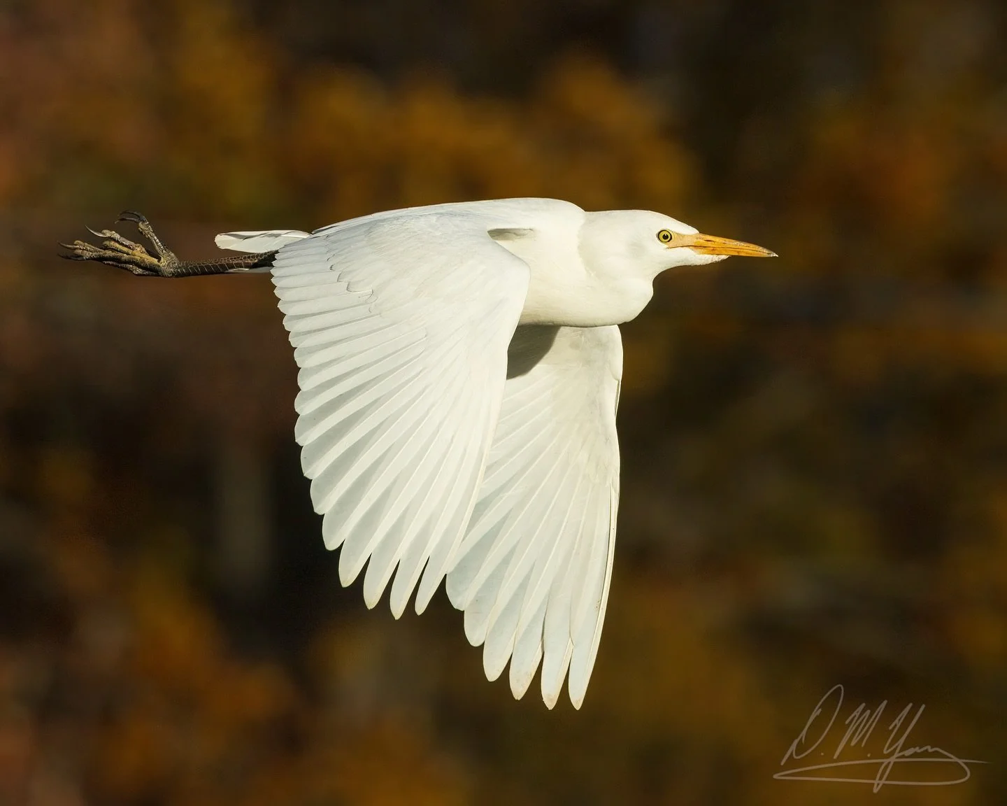 Western Cattle Egret with some late fall foliage yesterday. These guys are generally not seen around here, but a few will occasionally show up during migration. They are usually found in much warmer climes hanging out with grazing cattle, where they 