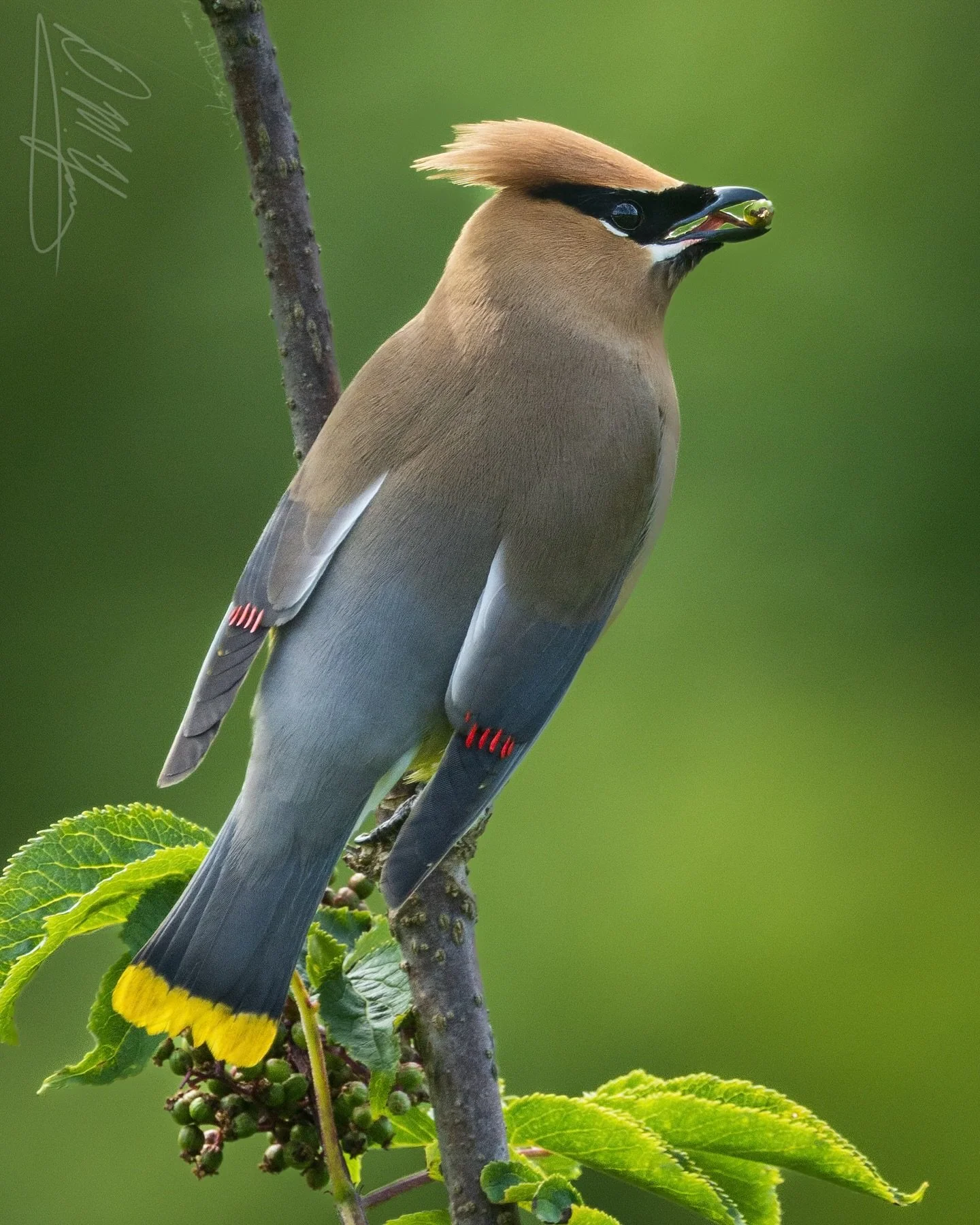 Cedar Waxwing with elderberries, from earlier this summer up in Maine.
_____
#birds #wildbirds #bestbirdshots #birdlovers #birding #birdphotography #birdingphotography #birder #birdsofinstagram #birdwatching #feather_perfection #birdfreaks #ig_birdwa