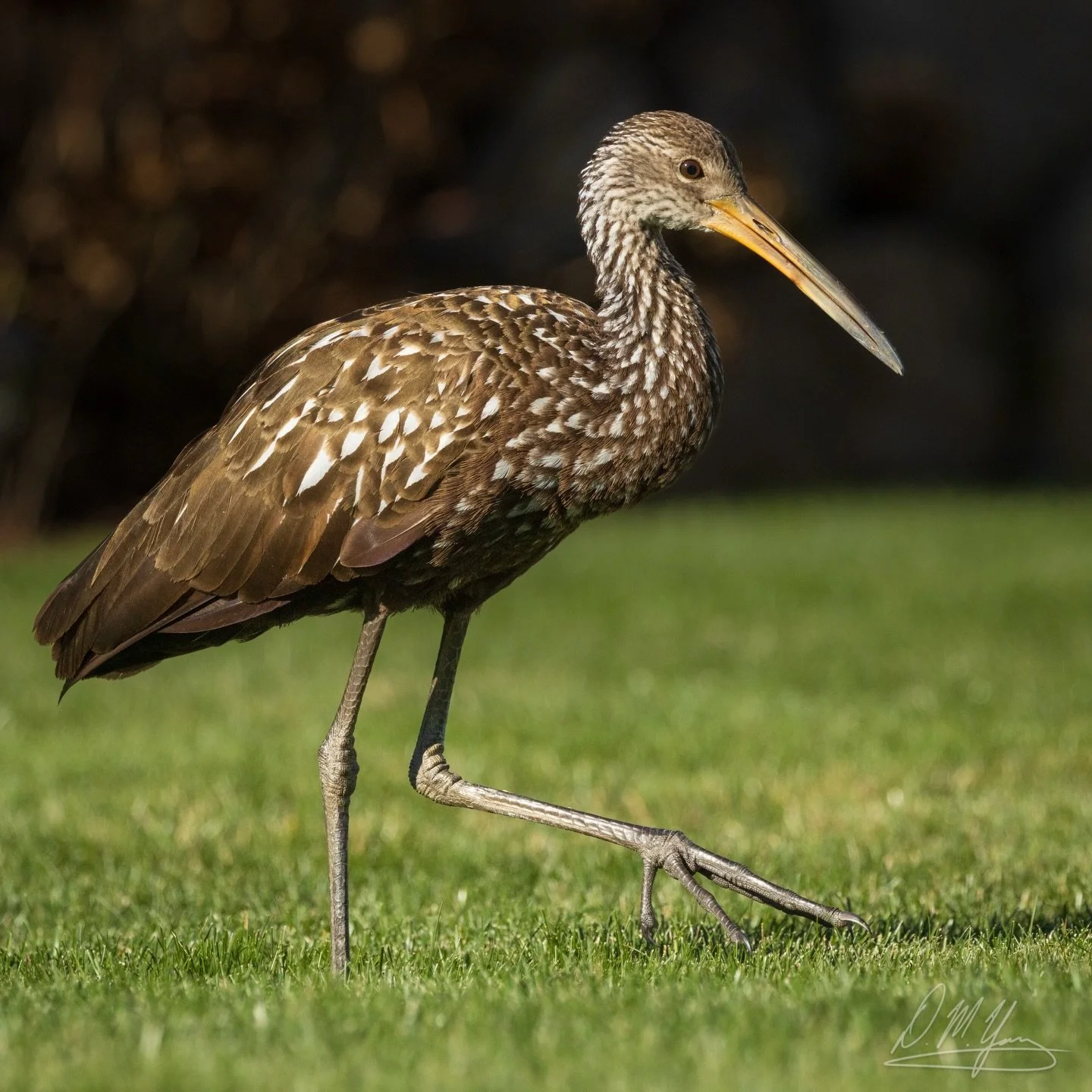 A first for the state of Massachusetts! This Limpkin was sighted yesterday, WAY out of its normal range of Florida and Central and South America. I went out this morning and got to observe it - looking healthy and eating grubs and earthworms from res