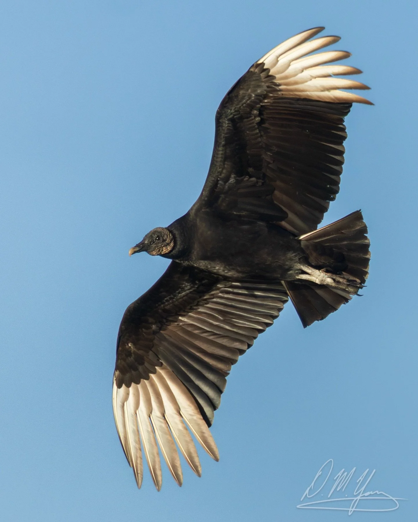 Black Vulture this evening, in with the largest flock of vultures I&rsquo;ve ever seen. Most were turkey vultures, but probably 5-10% were black vultures.
#blackvulture #vulture #birding #birdphotography #naturephotography