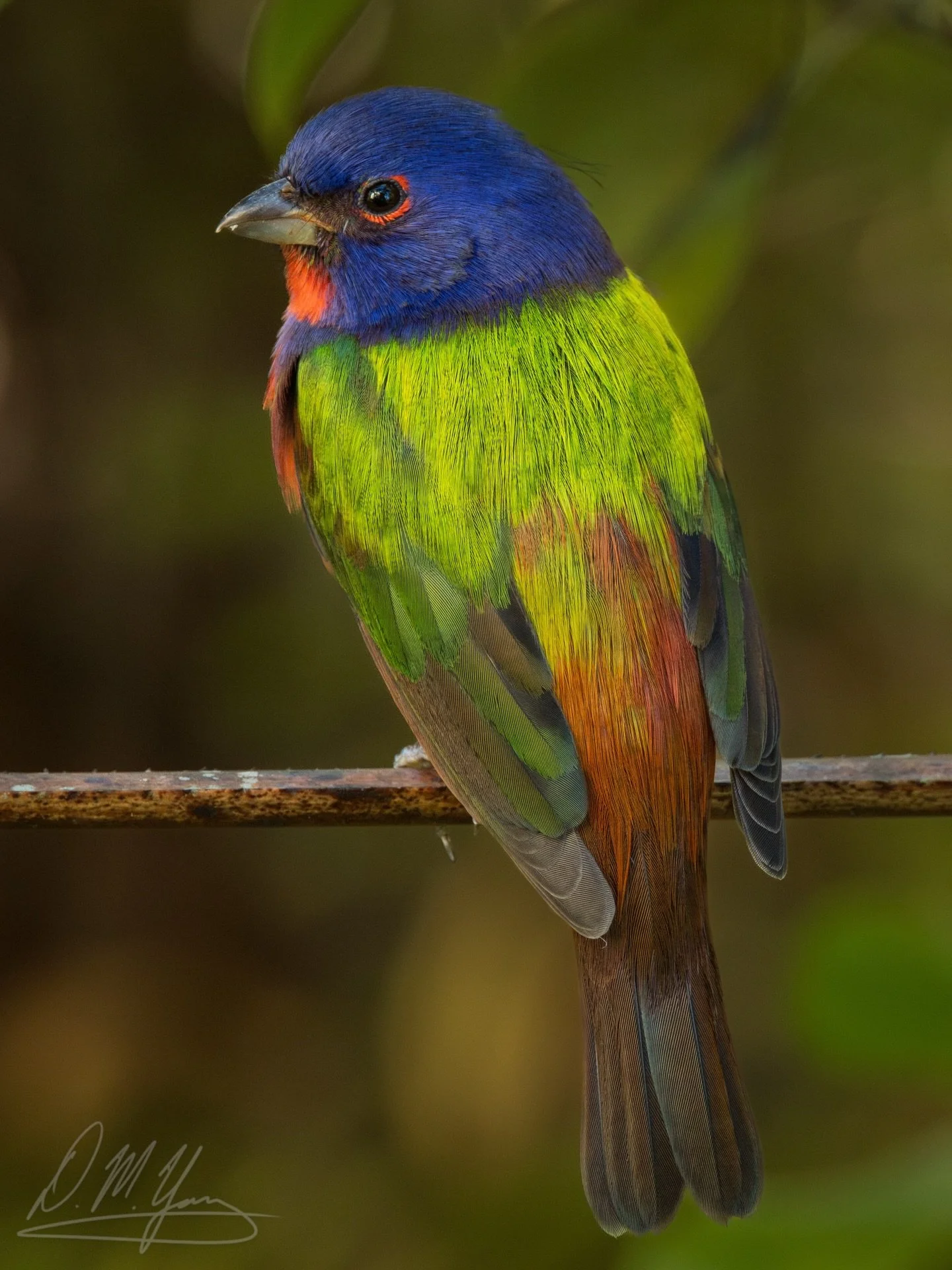 Beautiful male Painted Bunting posed on a saw palmetto for me earlier this week in FL. It&rsquo;s from the eastern of two populations in the US, that breeds in Georgia, South Carolina, and northern Florida, and was wintering in southern Florida. Unfo