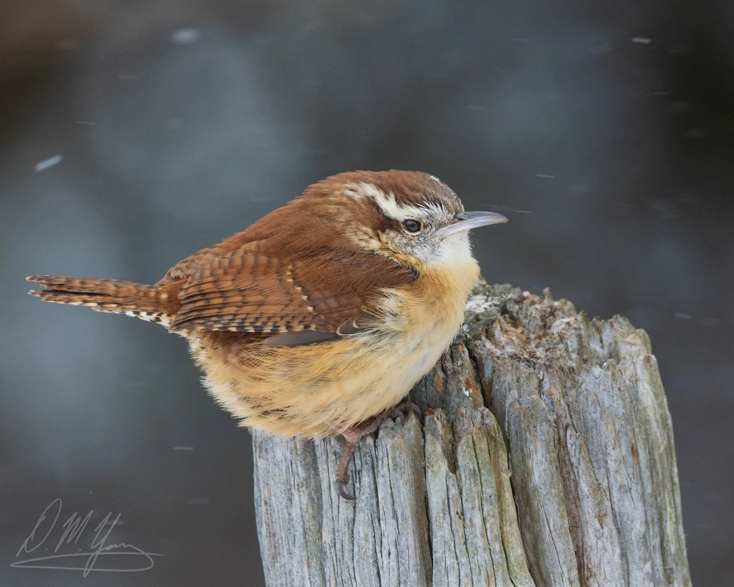 Carolina Wren hanging on during some snow flurries this morning. It was a cold 19 degrees F, but much better than the previous morning of 4 degrees.
#carolinawren #wren #birdphotography #winterbirds #snowstorm