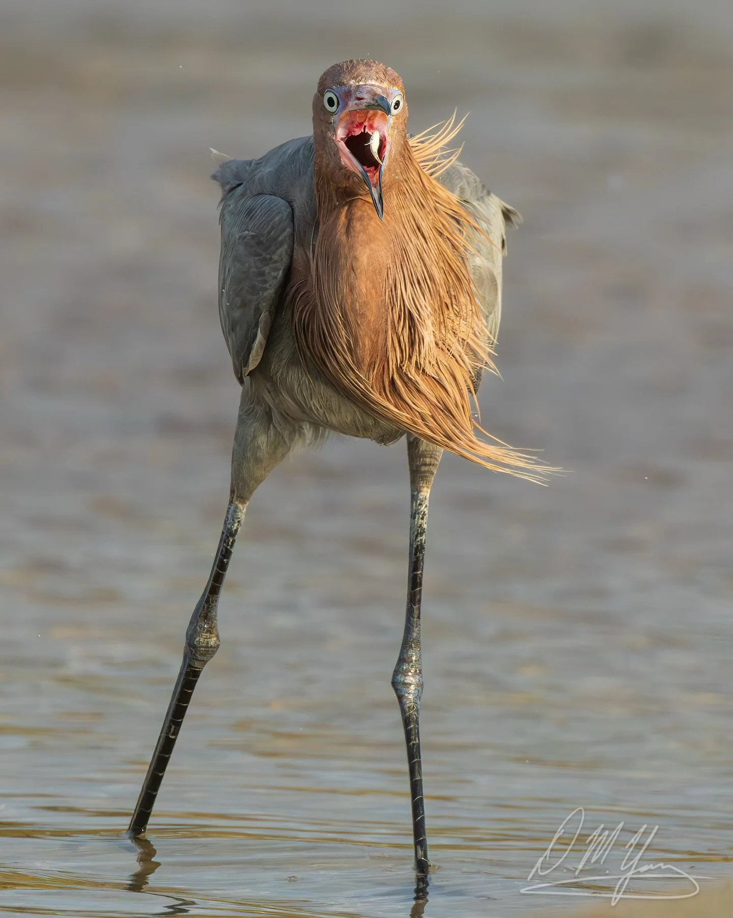 This is a view you don&rsquo;t want to see if you&rsquo;re a fish - down the hatch of a hungry Reddish Egret! From a recent trip to FL.
#reddishegret #egret #predatorprey #birds #wadingbirds