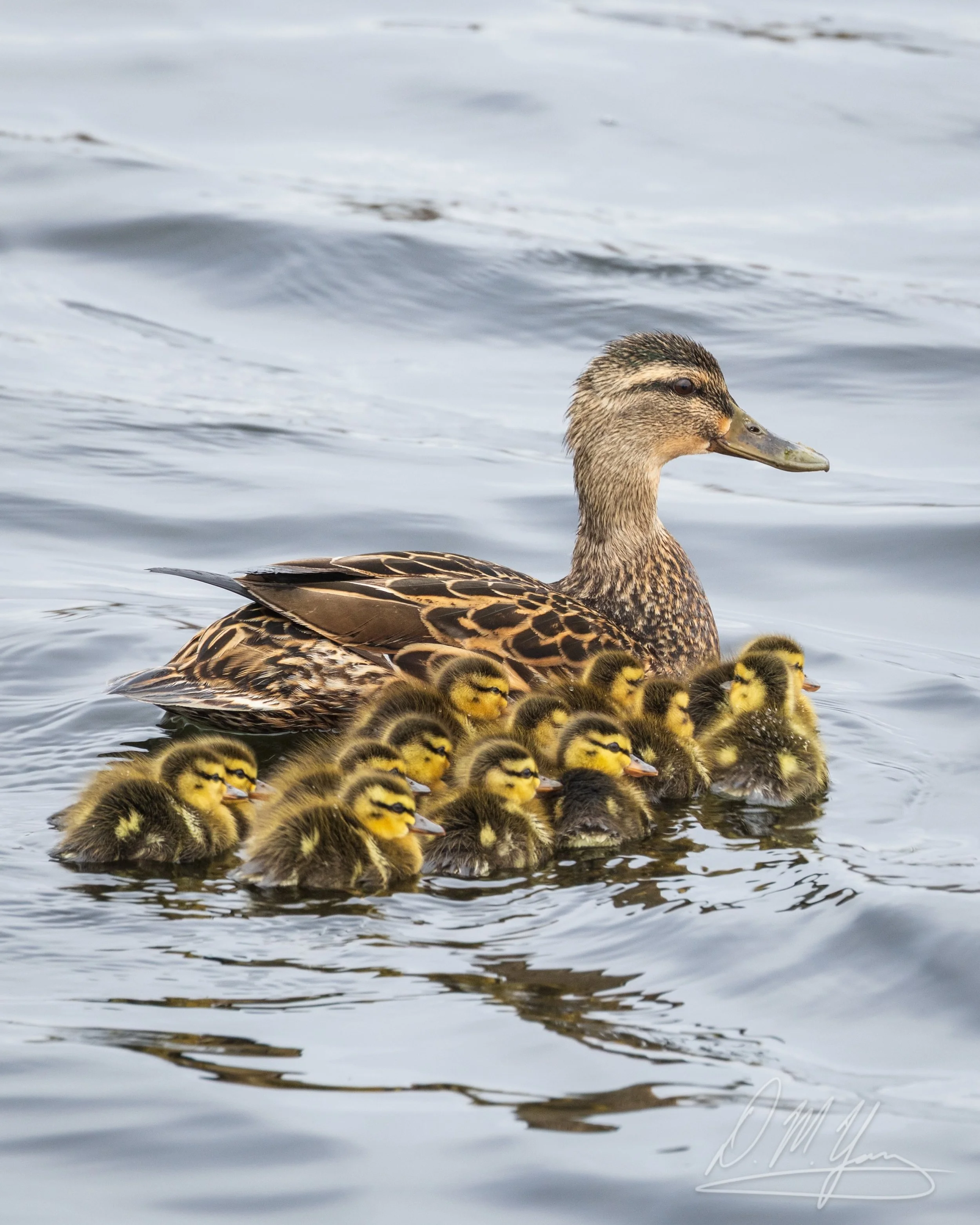 Happy Mother&rsquo;s Day! A Mallard mom with a full baker&rsquo;s dozen of ducklings that I came across this morning. #mallard #ducklings #mothersday
