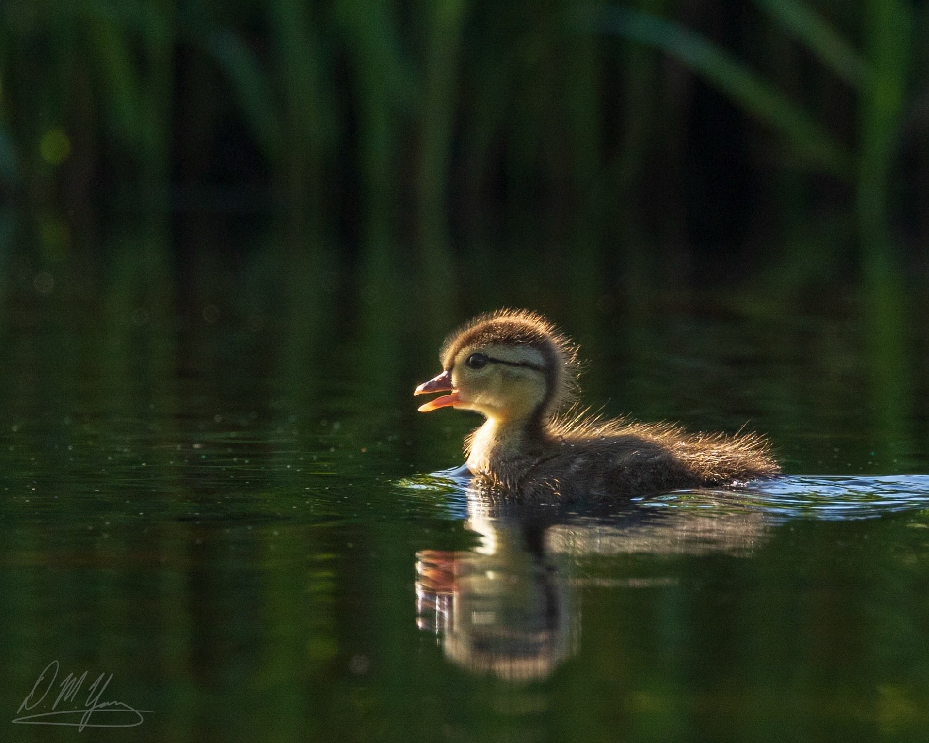 Came across this little Wood Duck duckling this morning while kayaking on the Ipswich River. He was all alone and searching for his family. Hopefully he found them; we did come across a couple other wood duck families downstream (with upwards of 10 d