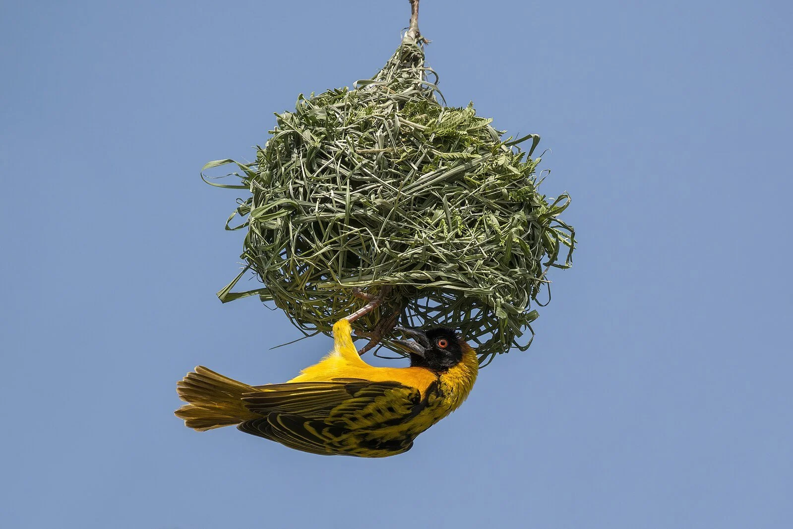 Black-headed_weaver_(Ploceus_cucullatus_bohndorffi)_male_nest_building.jpg
