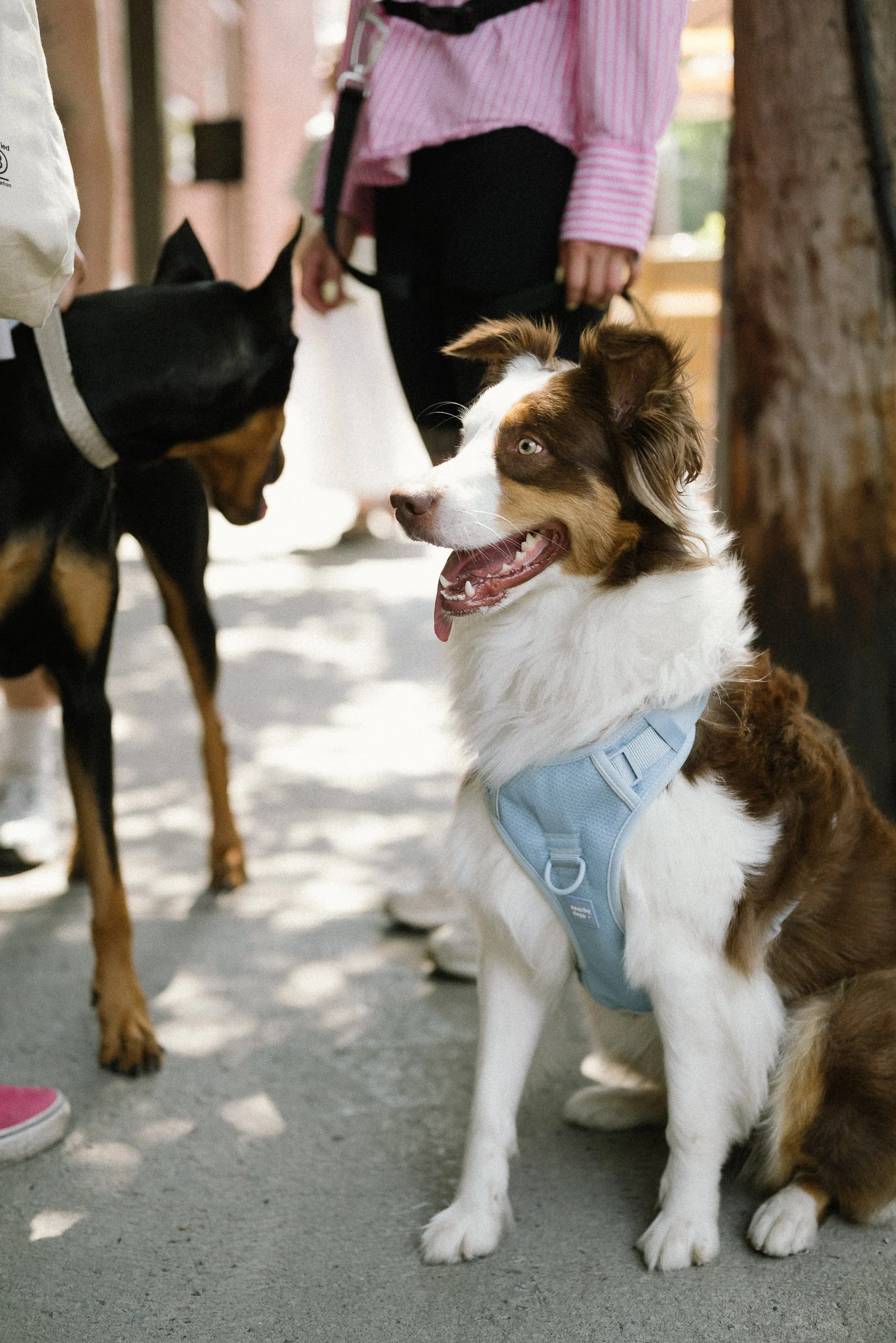 0620 Peachy Dogs-816.jpg