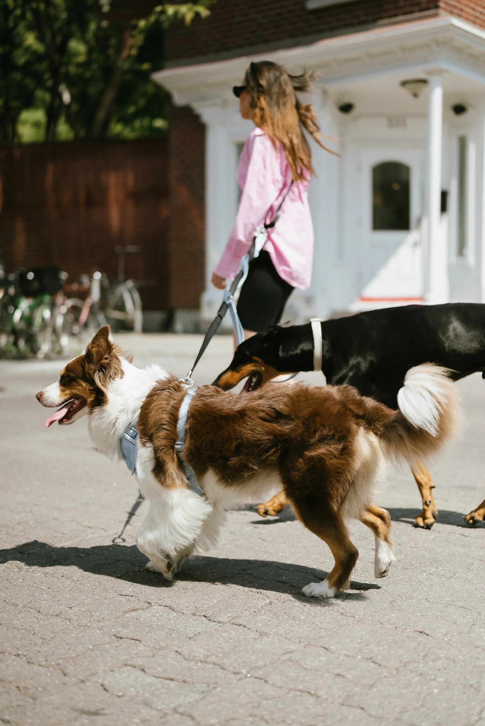 0620 Peachy Dogs-774-Edit.jpg