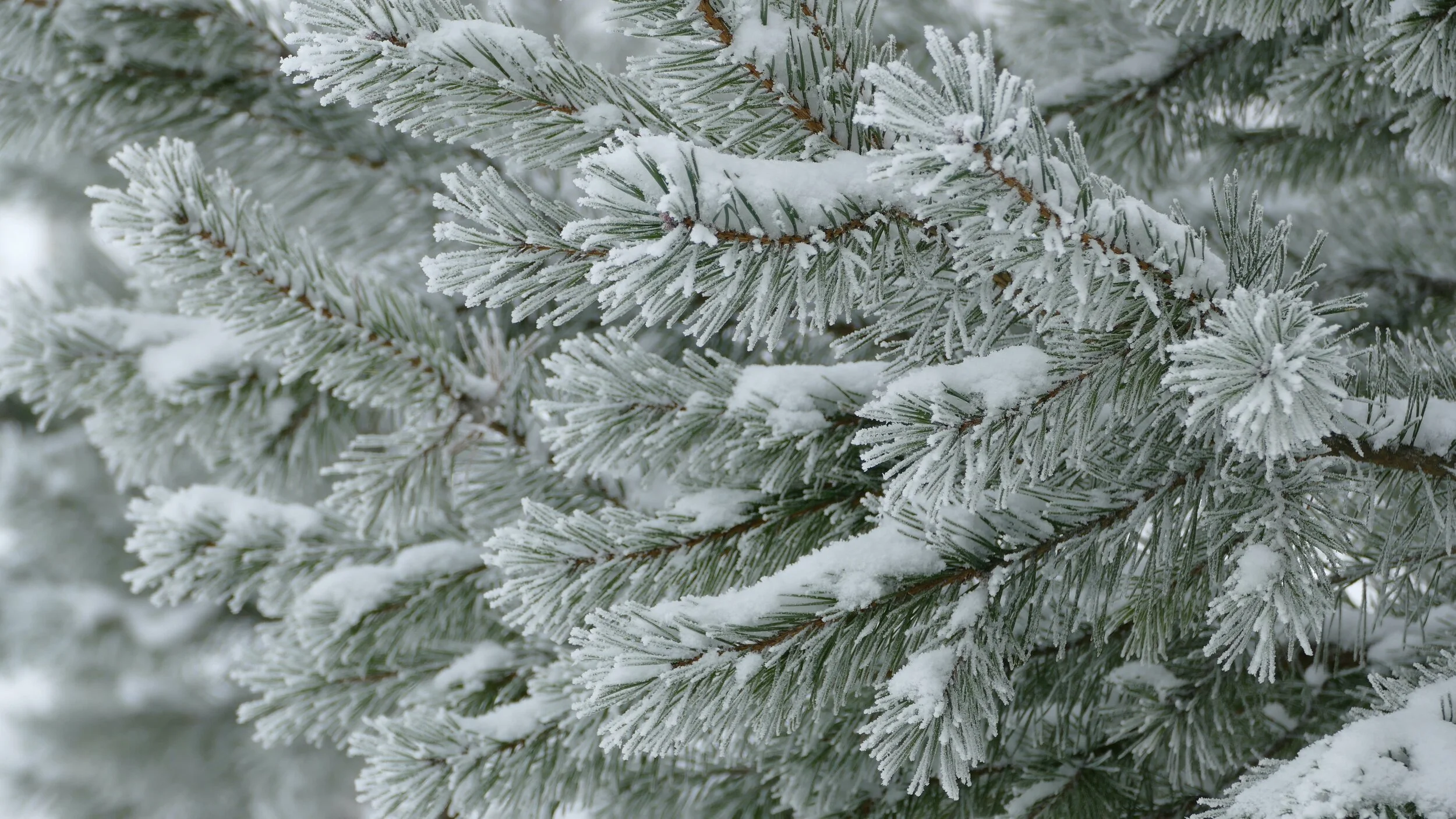 FROST