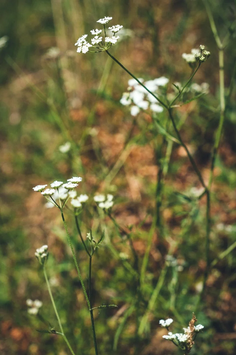 DSCF7375-2-web.jpg