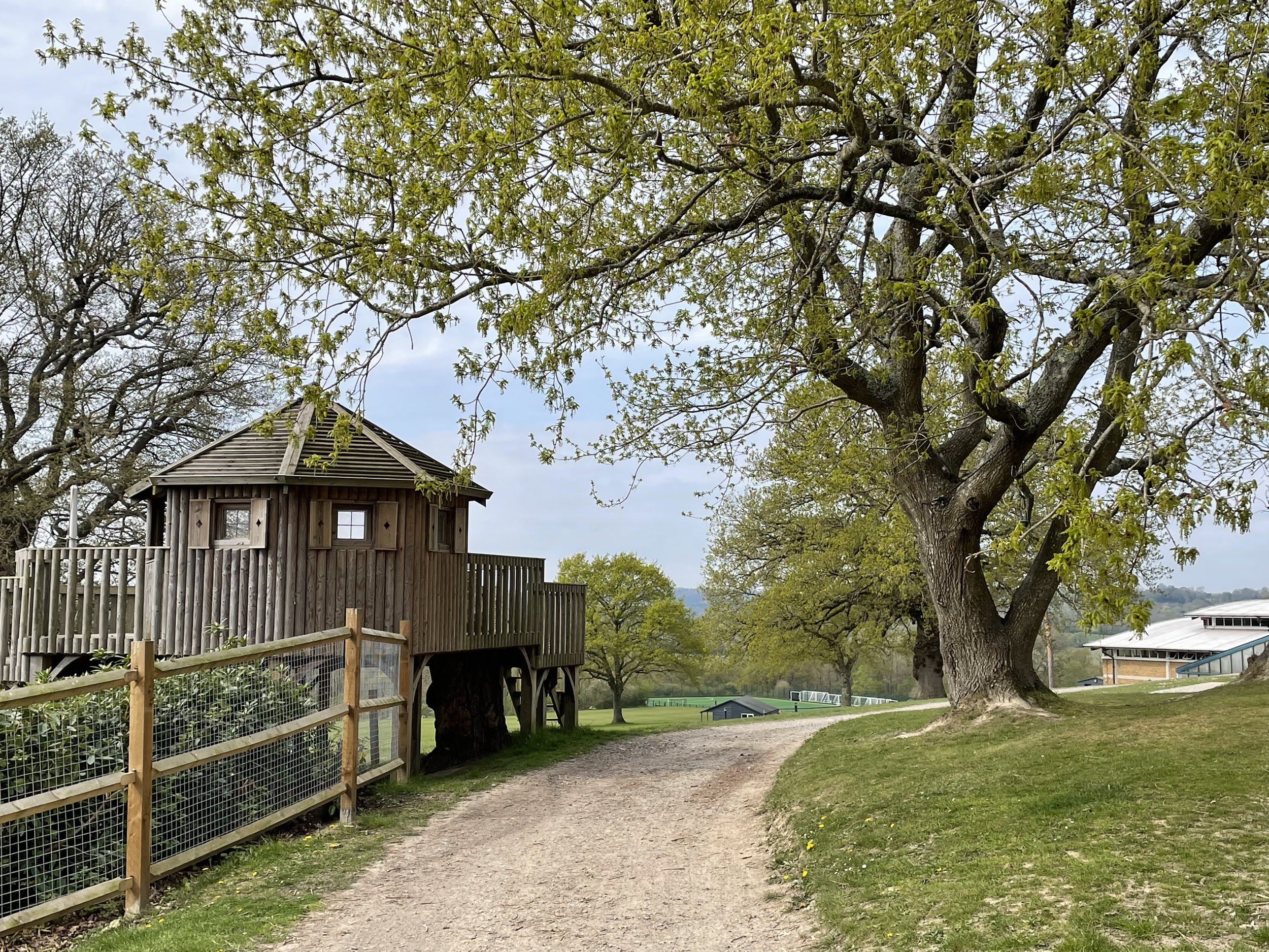 Tree House.jpg