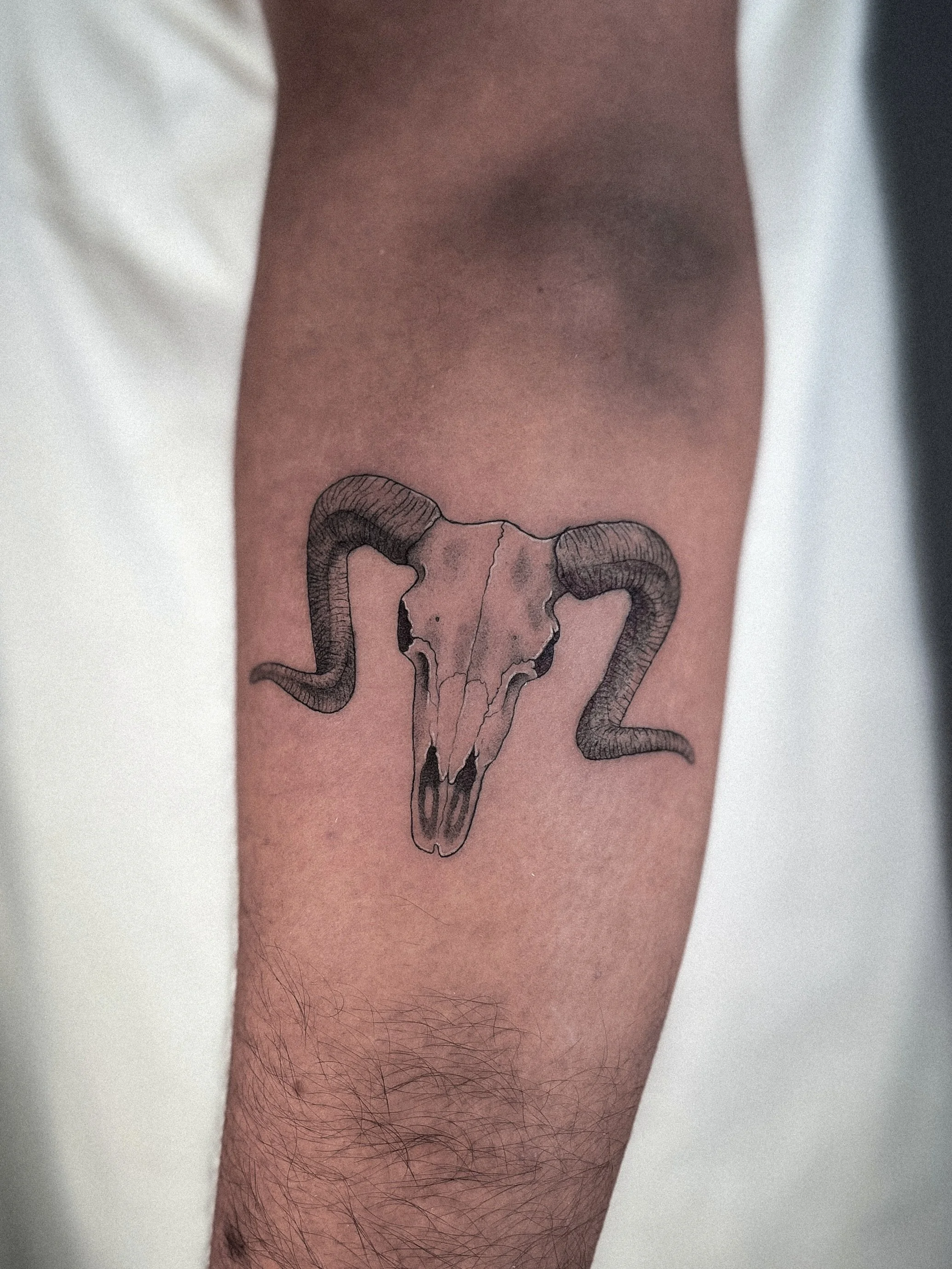 cattle skull from my flashhhh 💥
.
#flashdesign #seattletattooartist #travelingtattooartist #qttr 

details ✨