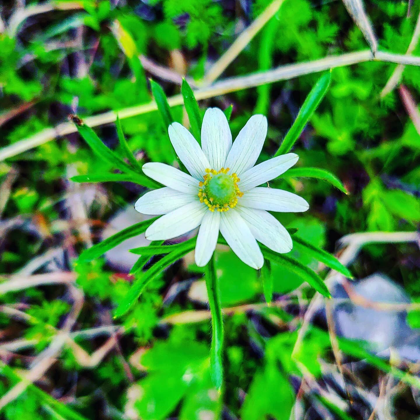 &ldquo;However vast the darkness, we must supply our own light.&rdquo; &ndash; Stanley Kubrick

#naturesartistry #natureseekers
#naturalstyle #natureisperfection #naturalorder #lights #lightupeverywhere #gardenlifestyle #gardenguru #growabundance #gi