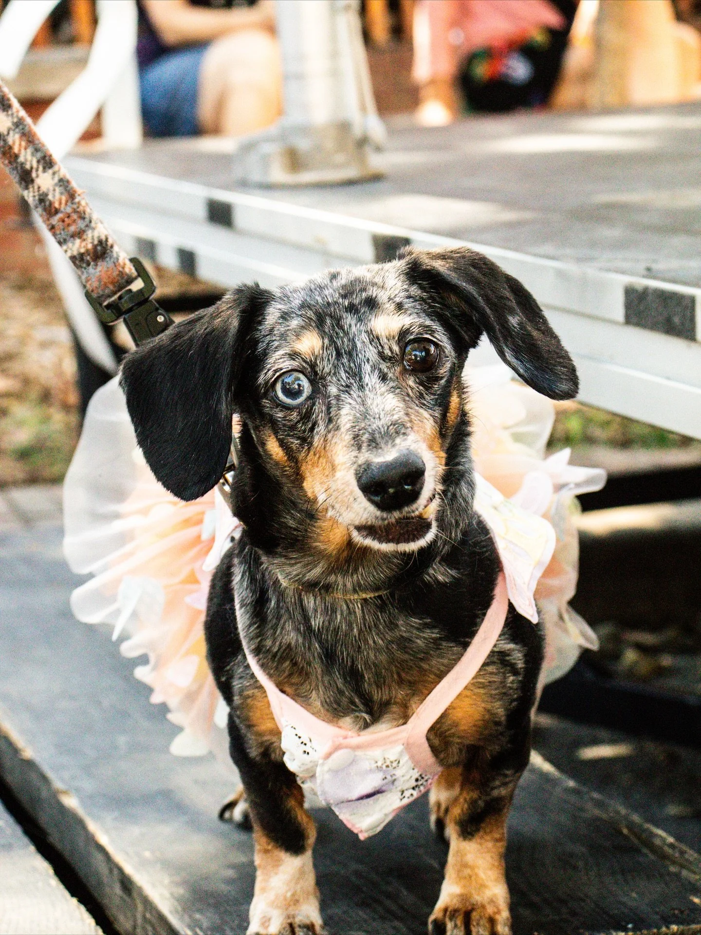 Another round of applause for our lovely canine contestants at this year&rsquo;s Dogtoberfest! We hope you loved Falltoberfest as much as we did. 

Thanks to @houndsloungefay for always leaving your positive paw-print on downtown Fayetteville. Can&rs