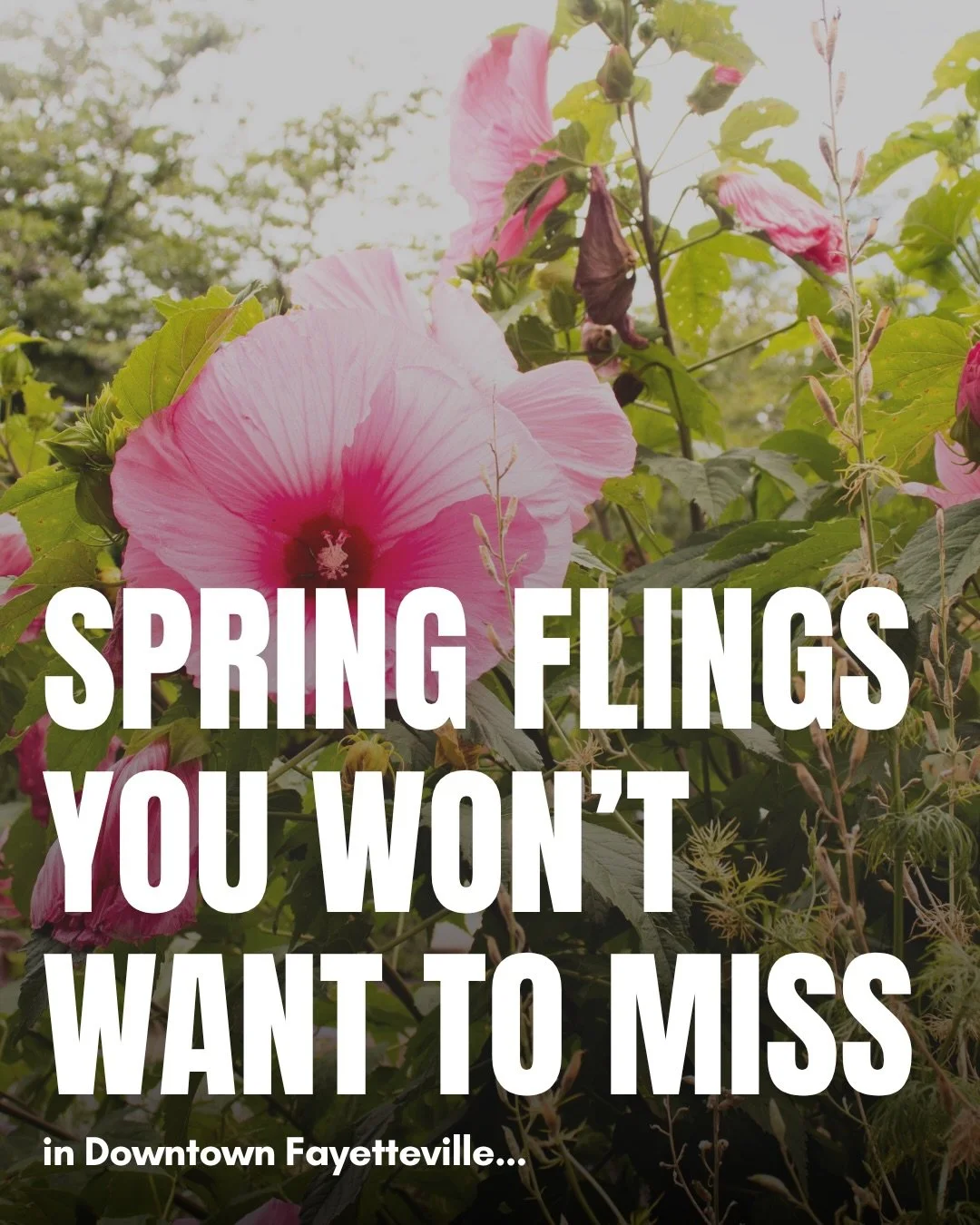 It&rsquo;s spring event season in Downtown Fayetteville! 🌸 Here are a few fun outdoor events you won&rsquo;t want to miss:

&bull; Fayetteville Fine Arts Fair in the Upper Ramble | Sunday, April 19 | 12&ndash;6PM

&bull; @yeehawgfayar Crawfish Boil 