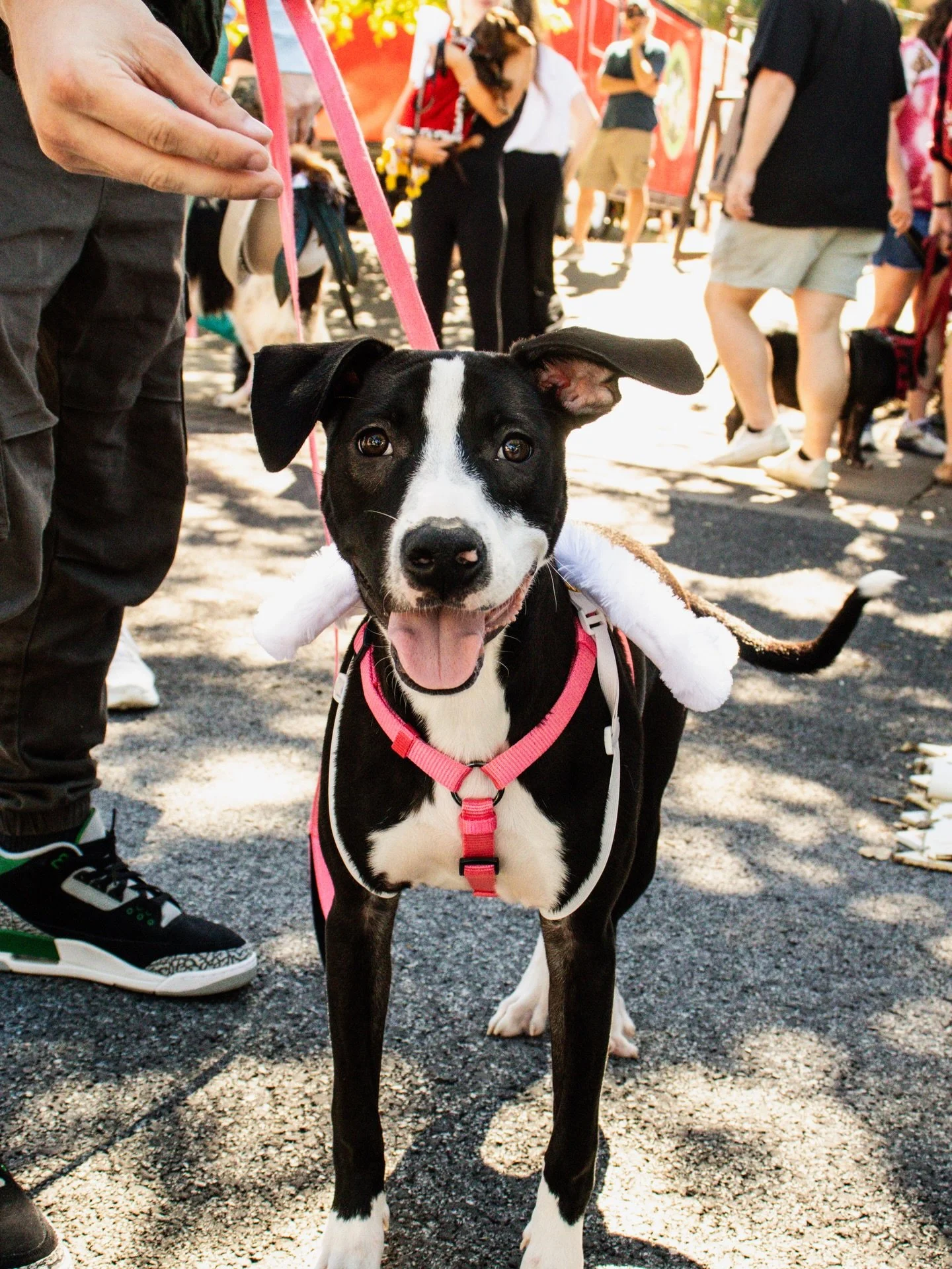 Calling all dog lovers!! You won&rsquo;t want to miss the @houndsloungefay Dog Paw-ty Parade on Sunday, May 17th at the Fayetteville Strawberry Festival starting at 1PM.

Dress your pup in their BERRY best attire and strut around the square with the 