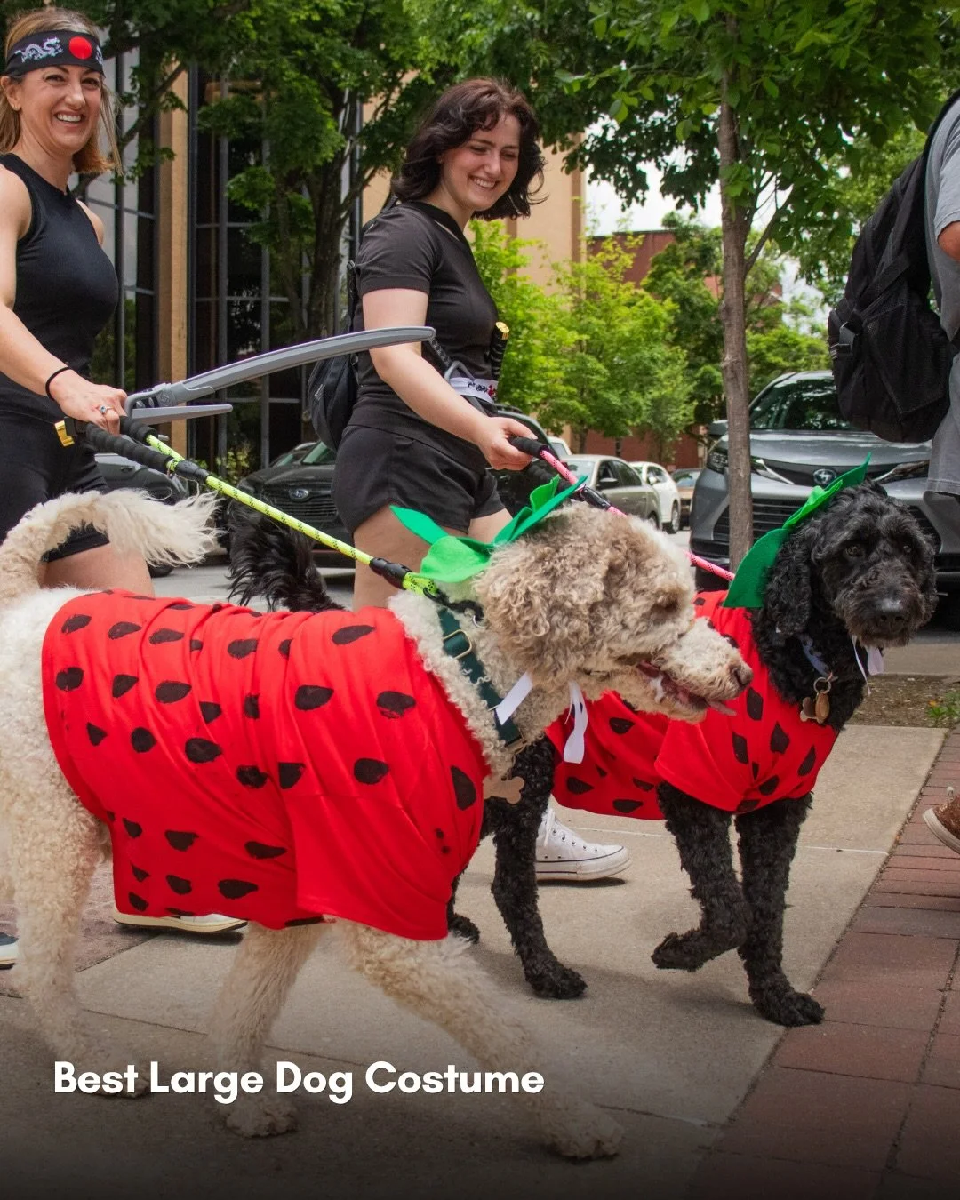 These pups make the Fayetteville Strawberry Festival too cute! Congrats to our costume category winners for this year&rsquo;s @houndsloungefay Dog Paw-ty Parade.&nbsp;

Best Large Dog Costume &ndash; The Fruit Ninjas&nbsp;
Best Small Dog Costume &nda