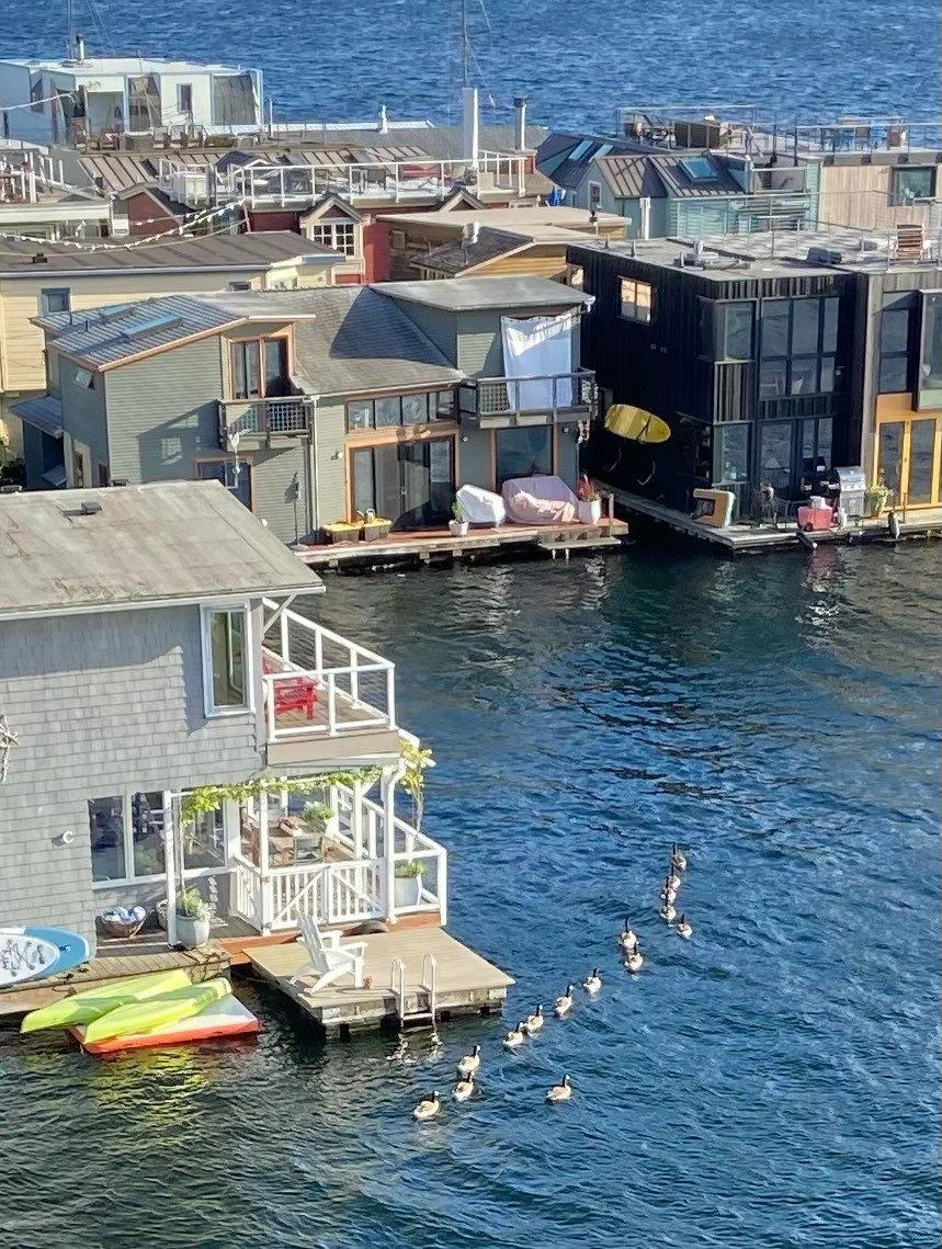 Seen on Lake Union this evening:  a large family of geese swimming in line, and a modest showing for Duck Dodge races.