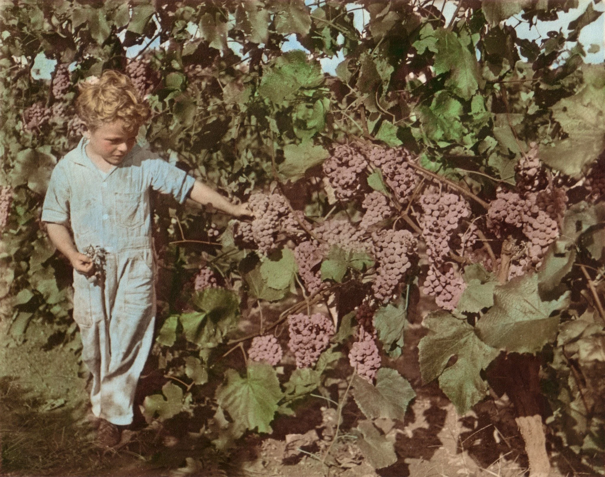 Leo Cardetti in the Vineyard