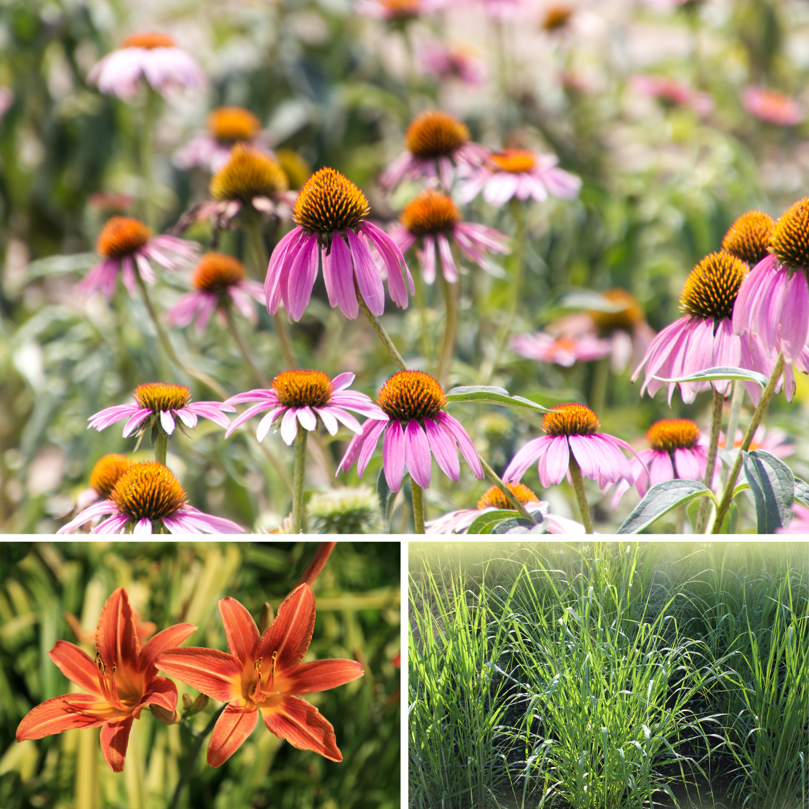 Recommendations for Low-Maintenance, Attractive Plants that Thrive Outdoors