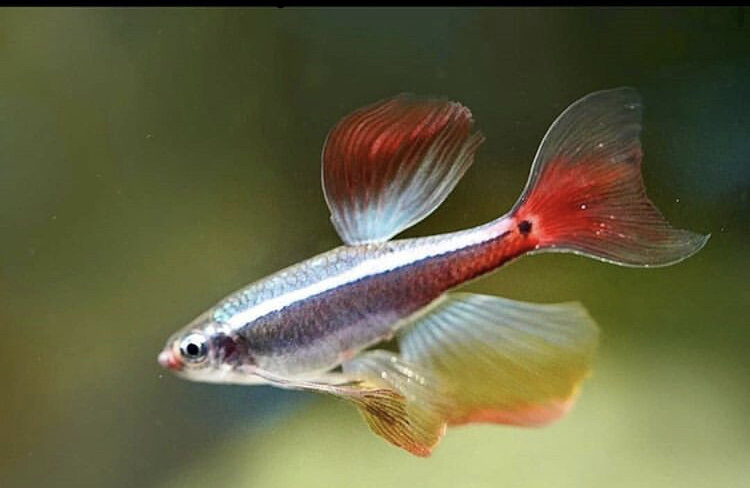 Whitecloud Mountain Minnow