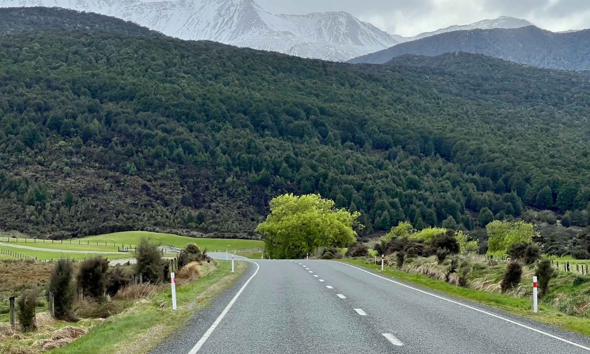 Turning Roadside Weed Control into Climate-Positive Soil Action