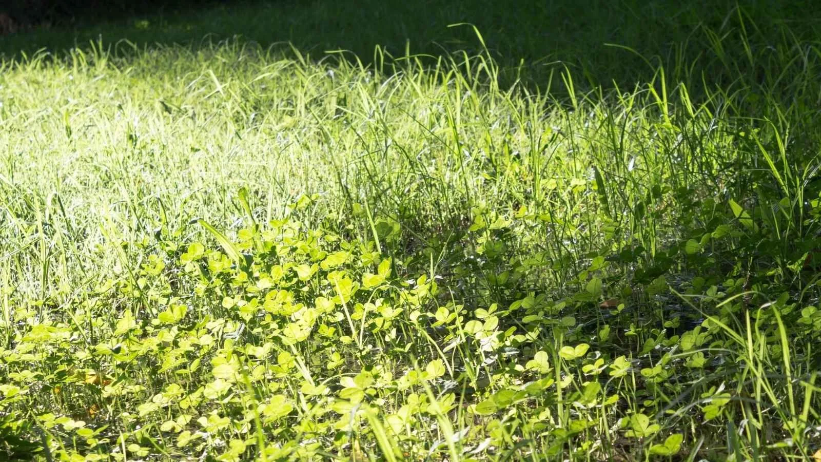 Building Productive Organic Dairy Systems Without Synthetic Nitrogen