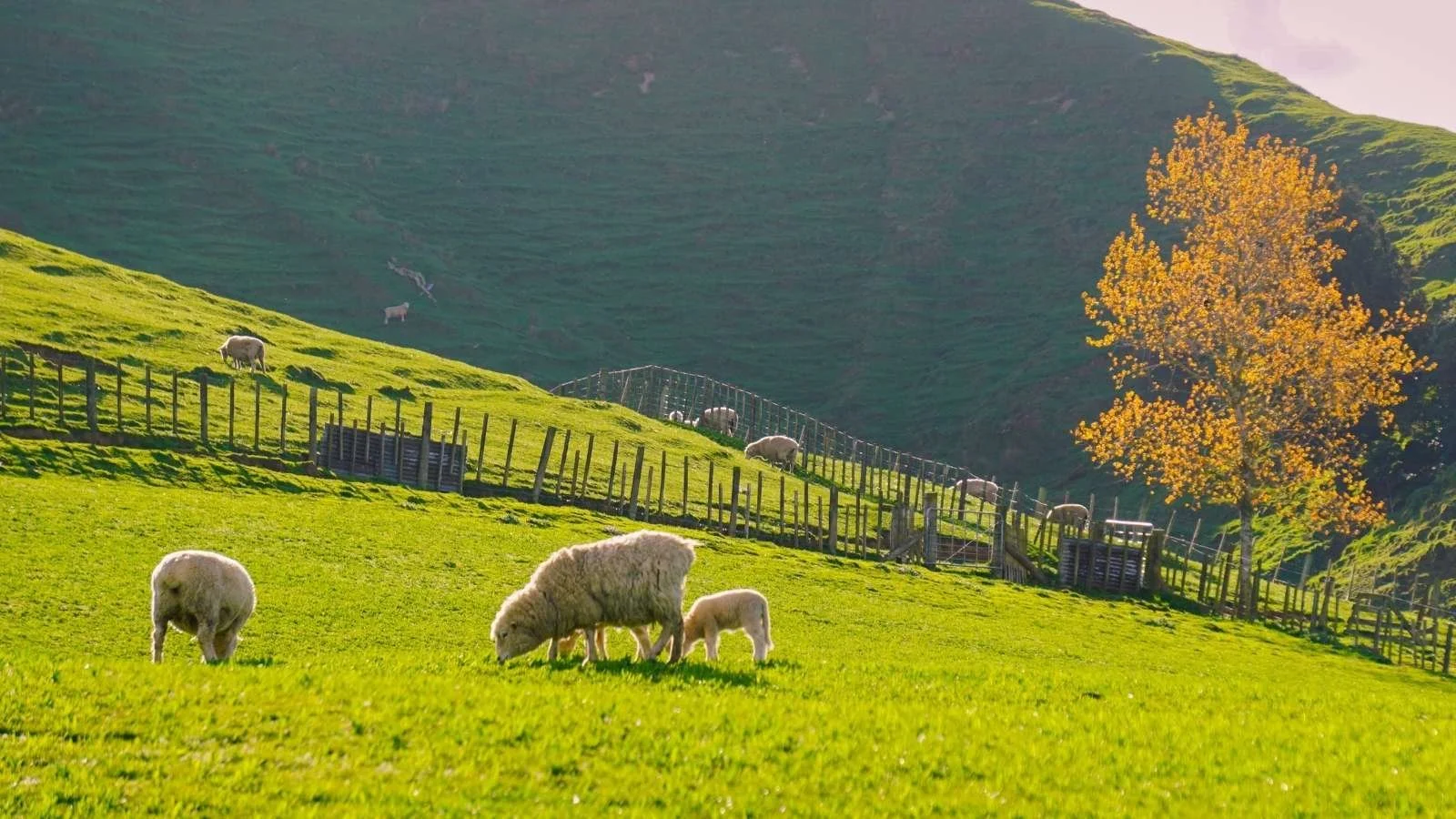 Unlocking Nature’s Nitrogen: How Healthy Soil Can Work for Your Pastures