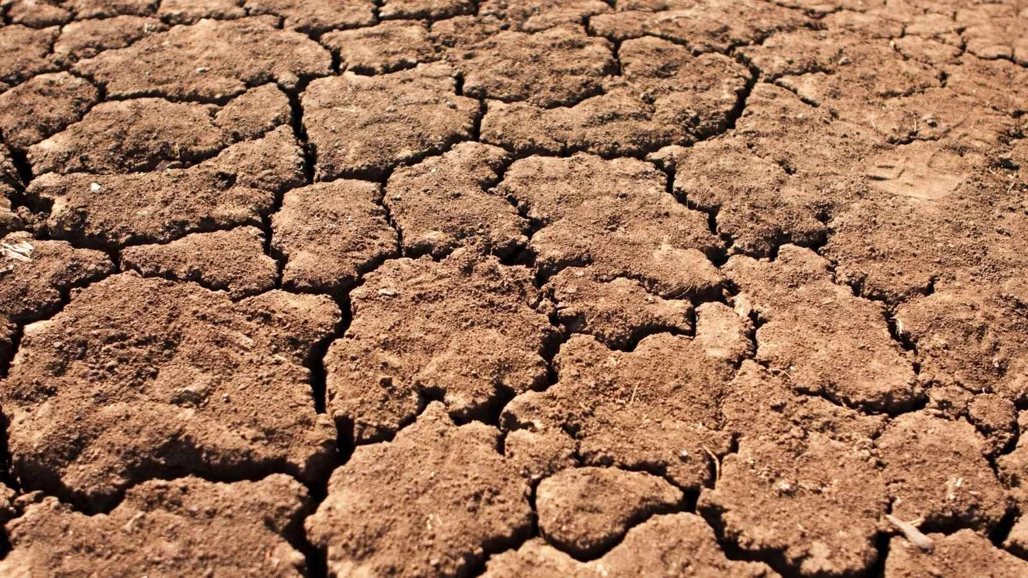 Compacted or Lifeless Soil — DCT