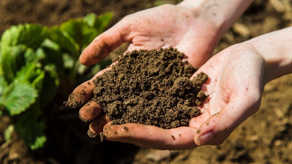 Improved Soil Structure & Biological Function | DCT Case Study — DCT