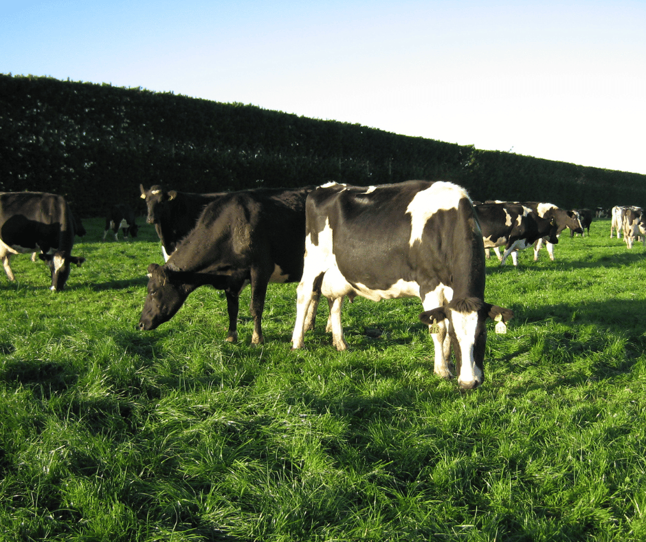 Dairy Farm Case Study: Higher Milk Solids, Healthier Cows & Lower ...