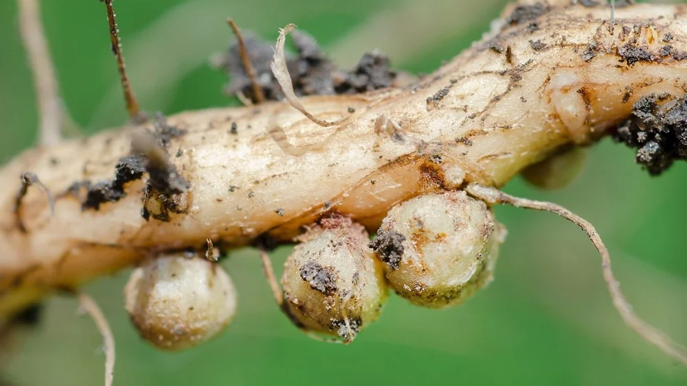 Impaired Roots Poor Root Development | Field Results & Agronomic Insight — DCT