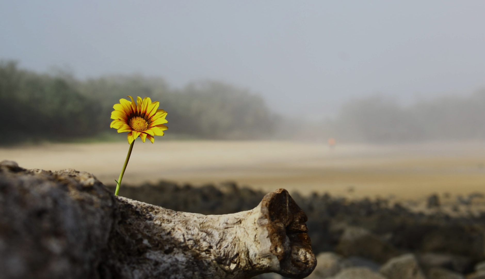 Una flor amarilla con rayas rojas creciendo en un tronco seco en un paisaje borroso con cielo gris y niebla.