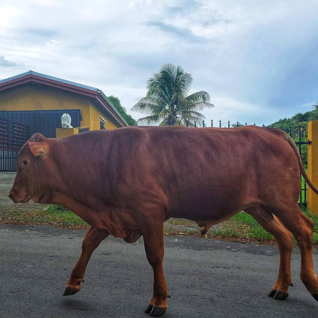 VI Fact:

The Senepol breed of beef cattle was developed on the Caribbean Island of St. Croix. It has long been thought that Senepol originated from crosses between N'Dama cattle, imported in the late 19th century, and Red Poll cattle. Still, it is a