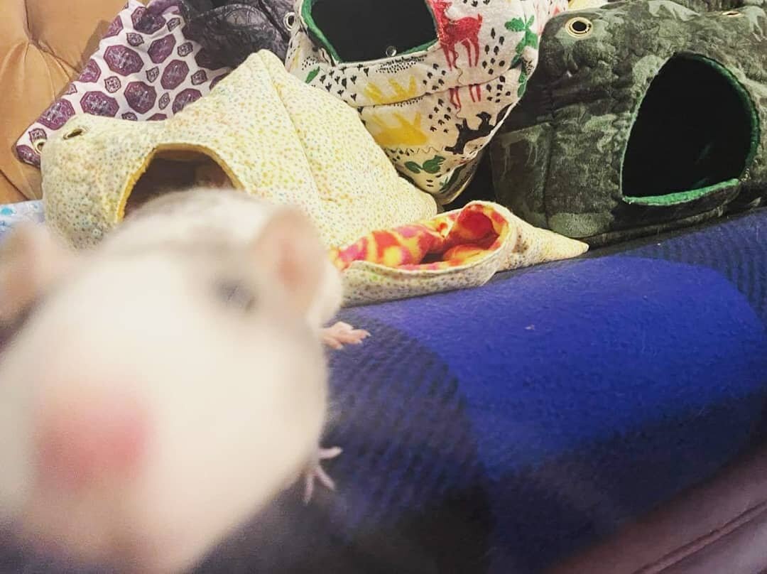 Today we'd like to give a HUGE (and overdue!) Thank you to Anna of Ralph's Luxury Pet Furniture for donating a bunch of her lovely, handmade beds to us. Anna does so much work for the rescue rats of BC, we're thrilled to have her beds for sale on our