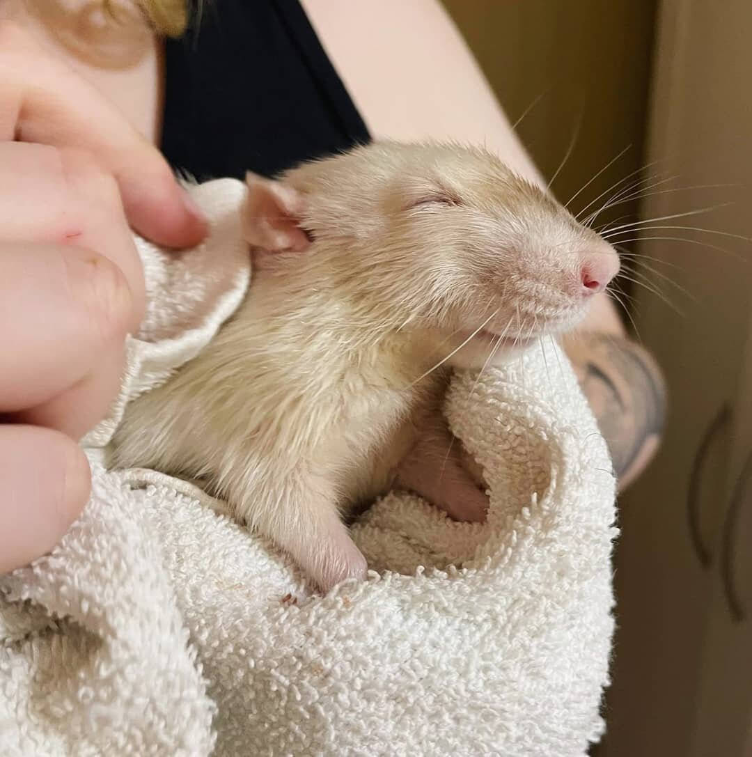 Bucky isn't particularly fond of baths, but he loves the rub down and cuddles that happen after. 💗 

#seniorrats #seniorratsaremyfavorite #ratcommunity #ratcommunity❤️ #rattielove #rats