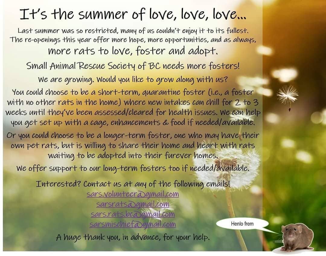 It's summer time!! Small Animal Rescue Society of BC needs more fosters 🐀💭 If you want to help a small pet rescue in the #fraservalley temporarily or longterm, email sars.volunteer@gmail.com or sarsrats@gmail.com. They're a wonderful rescue that al