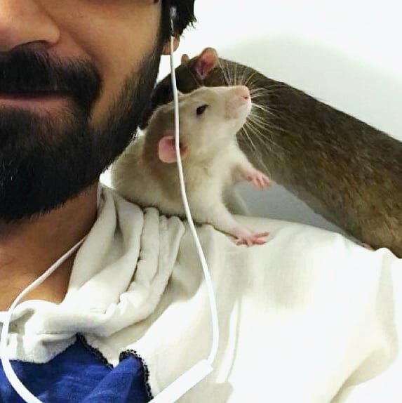 Fight on dad's shoulder! Watch out!! 
Big thank you to Avril for sending us these great photo updates. 😭🙏 We love hearing back from the rats we've helped out and their families. 💕 

#ratsarefamilytoo #fosterfail