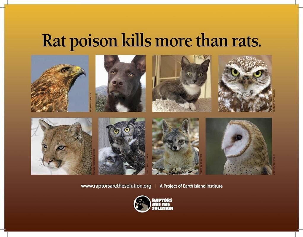 If you're an animal welfare advocate in #britishcolumbia, we need your help! 
Now is more important than ever to ask for change. Please contact your local MLA and the minister of Environment, George Heyman, to ask for a ban on rodenticides in BC! Req