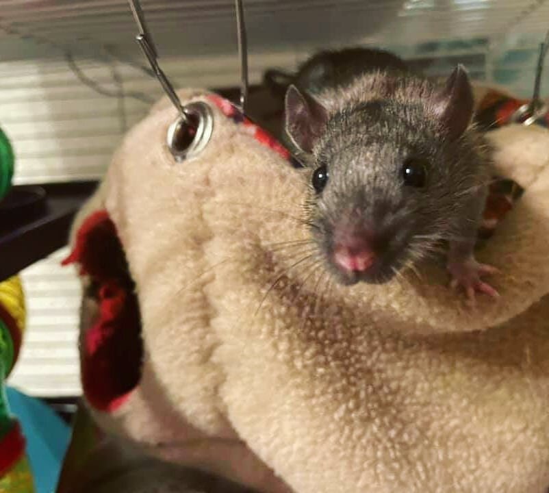 Fievel would like to let everyone know that we've made updates to our Links page, including resources &amp; information from our last post. You can follow the URL here or click it directly from our Instagram profile. 

https://www.vanratclub.com/link